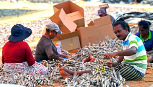 Plenty of fish but no catch as Sri Lanka economic crisis bites