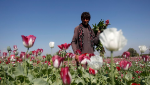 Taliban bans drug cultivation, including lucrative opium