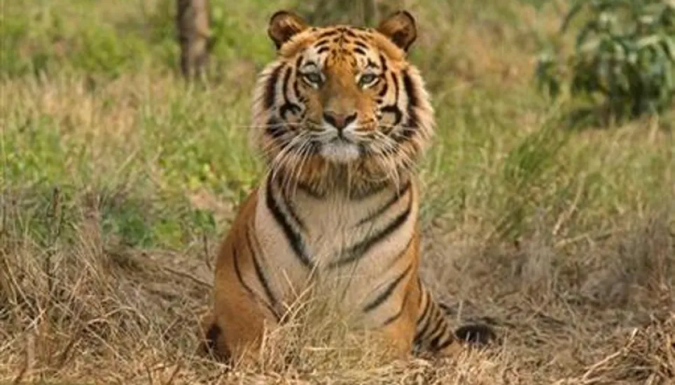 Latest survey finds 114 tigers in Sundarbans: Shahab Uddin