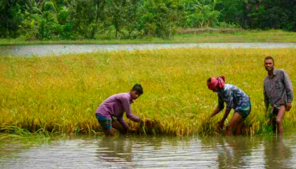 Bangladeshi farmers fear loss of Boro harvest 