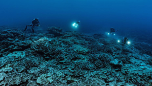 Coral reefs' survival at stake: UNESCO