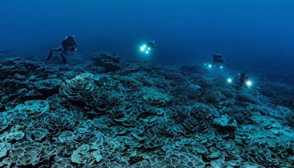 Coral reefs' survival at stake: UNESCO