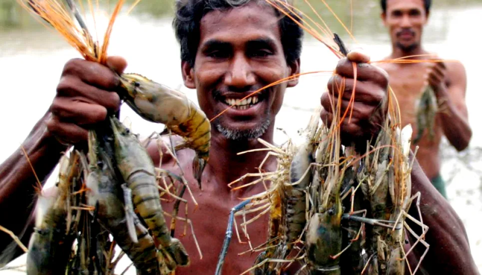 Exporters want green signal for commercial cultivation of king prawn