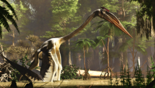'Pterosaurs had feathers that could change colour'