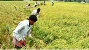 41% paddy harvested in haor region until April 20: Ministry