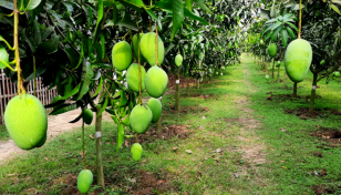 Concerted efforts need to ensure safe mango production: Speakers