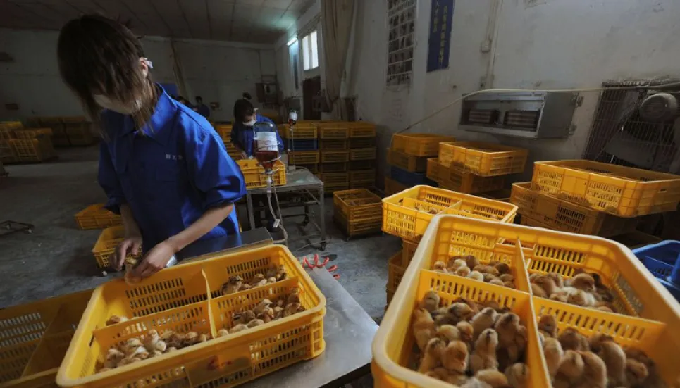 China detects first human case of H3N8 bird flu