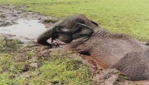 Elephant trapped in Rangunia canal rescued after 7hrs