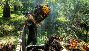 Indonesia cancels plan to send workers to Malaysia's palm plantations