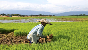 AL manifesto emphasizes agri dev for a hunger-free nation