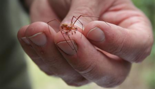 US man starts wildfire by trying to burn a spider