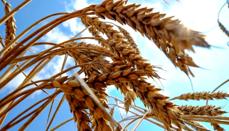 World food prices drop again after Ukraine grain pact: UN