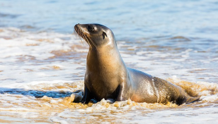 Rogue seal on inland trek through Australian paddocks