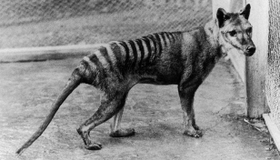 Scientists want to resurrect the extinct Tasmanian tiger