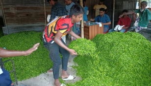 20,000 tonnes of summer chilli expected in Rajshahi division