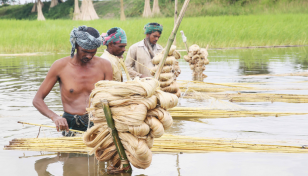 Jute incentive for 18,000 farmers allotted in Jamalpur