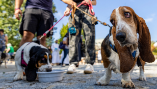 UK cost of living crisis sees surge in pet abandonments: Charity