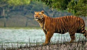 Tiger killing: Offenders get off scot-free for lack for evidence 