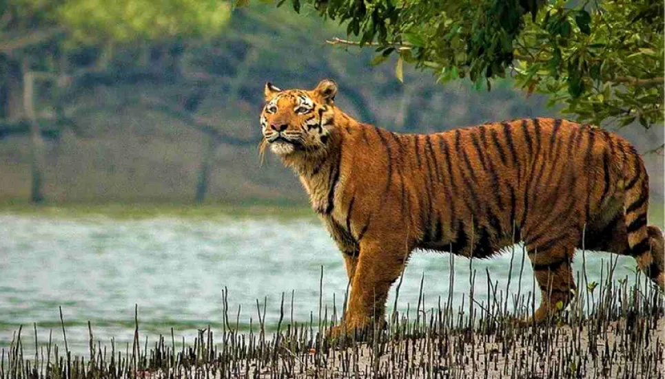 Tiger killing: Offenders get off scot-free for lack for evidence 