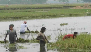 27 lakh farmers to get Tk170cr for Boro production boost