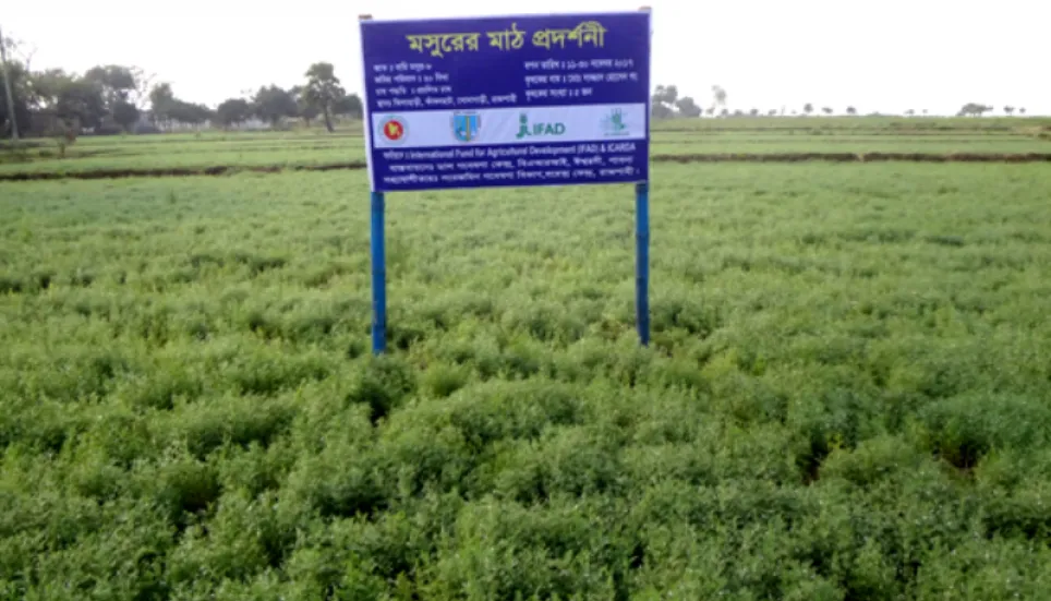 71,249 tonnes of lentils yield expected in Rajshahi division