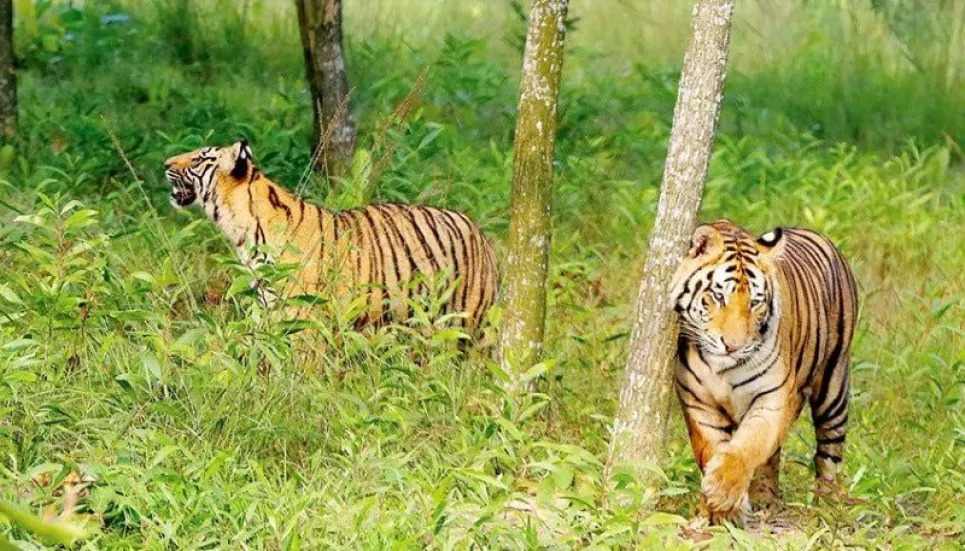 Tiger census continues in full swing in Sundarbans