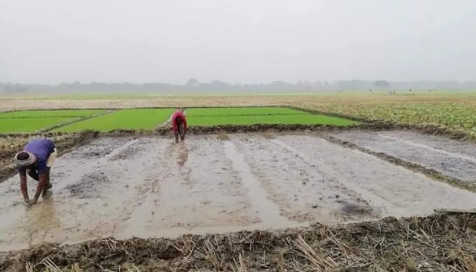 7.31 lakh boro paddy farmers to get incentives in Rajshahi