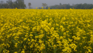 Kurigram mustard growers expect bumper yield