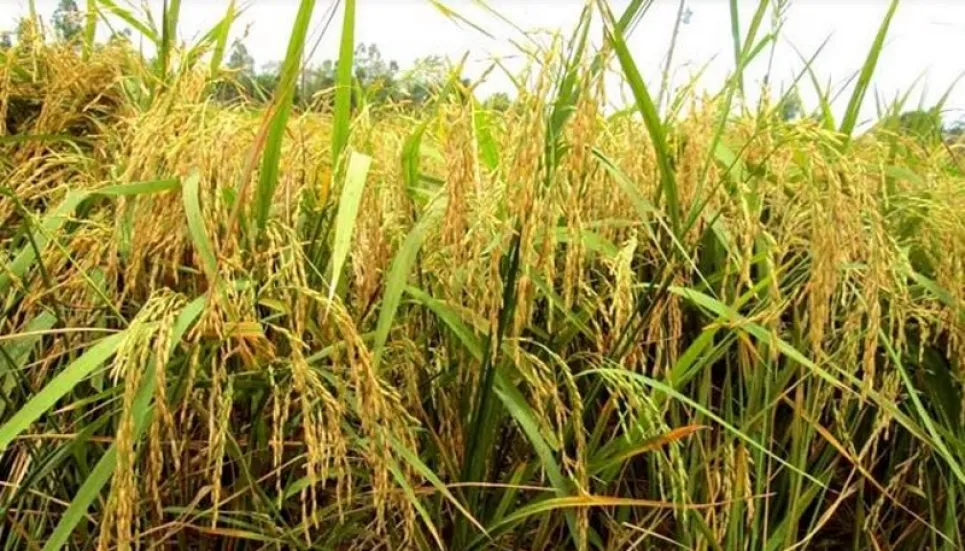 Govt approves 3 more rice varieties