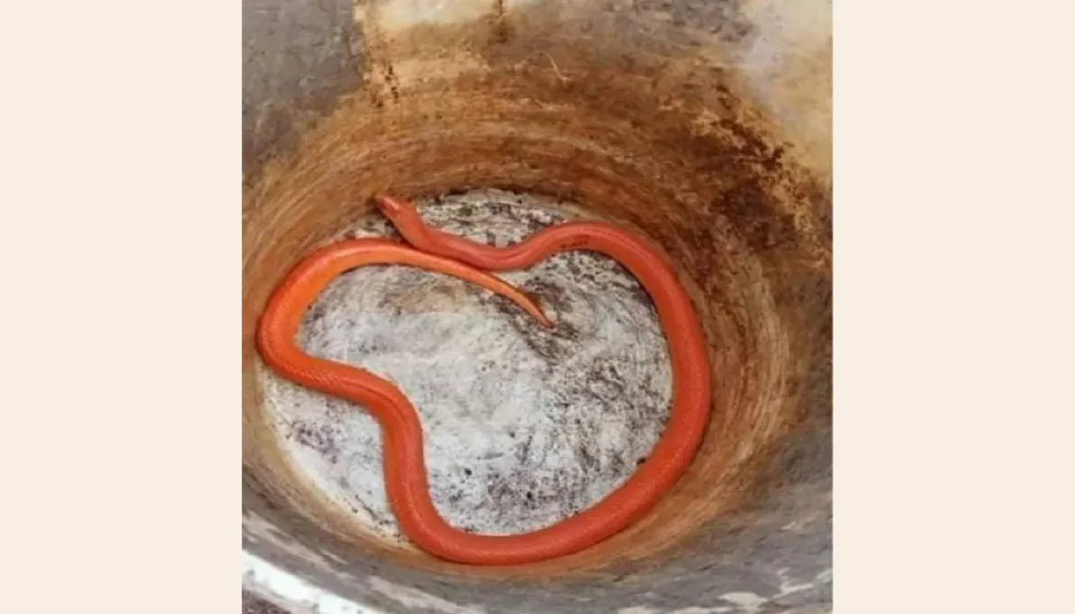 Rare red coral kukri snake rescued in Thakurgaon