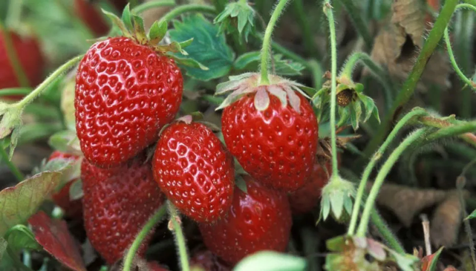 Strawberry farming brings fortunes to Rajshahi farmers