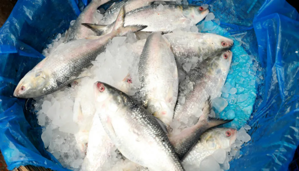 Two-month fishing ban on hilsa to begin Tuesday