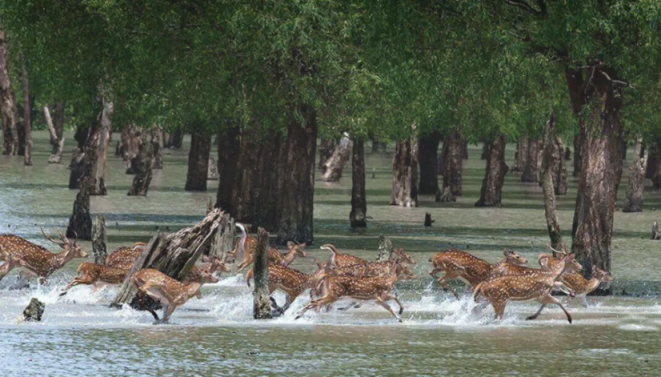 Massive mangrove forestry planned to protect wildlife, expand coverage