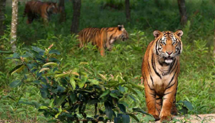 World Tiger Day being observed in Bangladesh