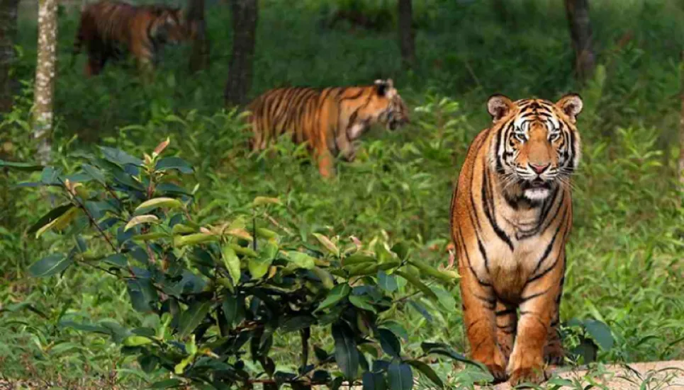 Tiger population won’t rise without encroachment, pollution-free Sundarbans