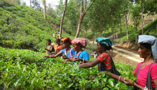 Tea production surges with favourable weather