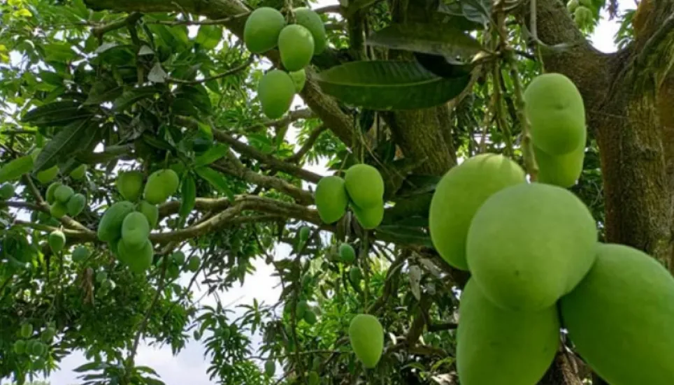 Early sprouting predicts bumper mango yield in Rajshahi