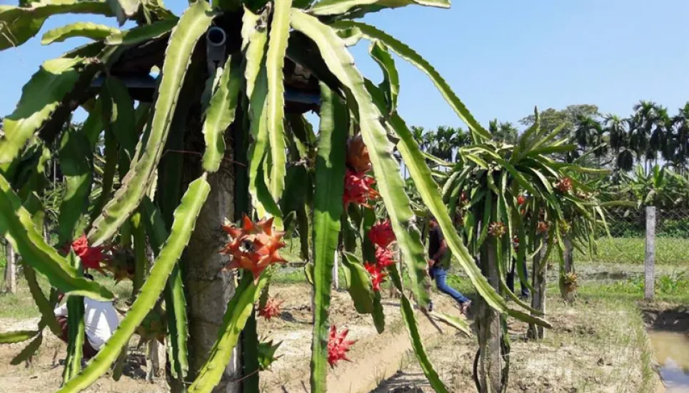 Promoting high-valued fruits, medicinal crops farming stressed