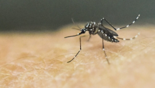 Dengue: 22 new patients hospitalised