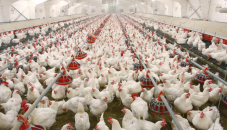 Govt to help safe and sustained poultry production: Rezaul