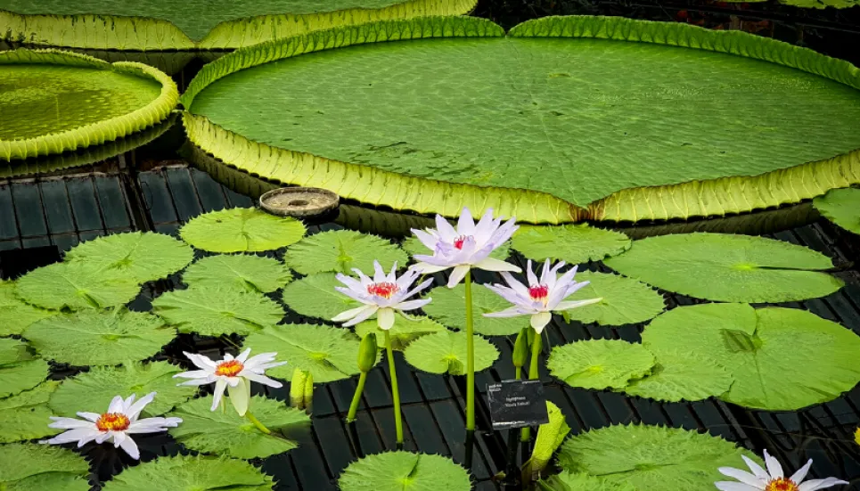 Scientists discover new giant water lily species