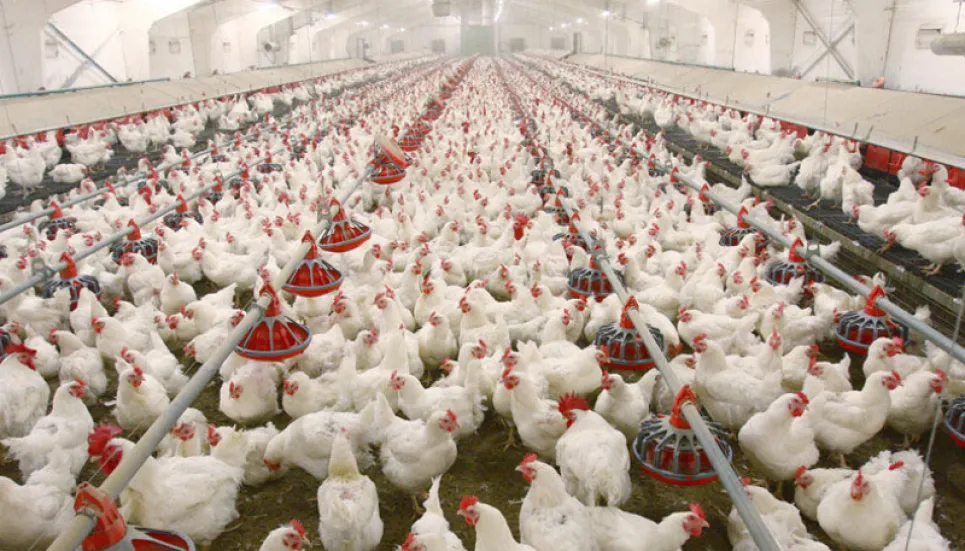 Poultry, fish, cattle feed import facilities extended