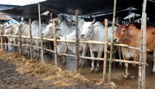 1,739 vet teams deployed in cattle markets across country