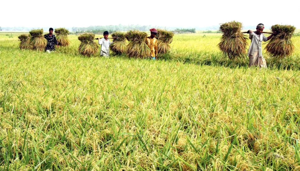 Govt allows 280 private firms to import 8.37 lakh tonnes of rice