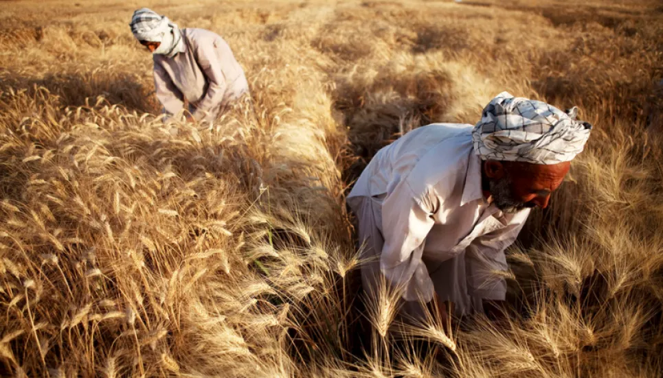 World food prices fell in June but still remain very high: FAO