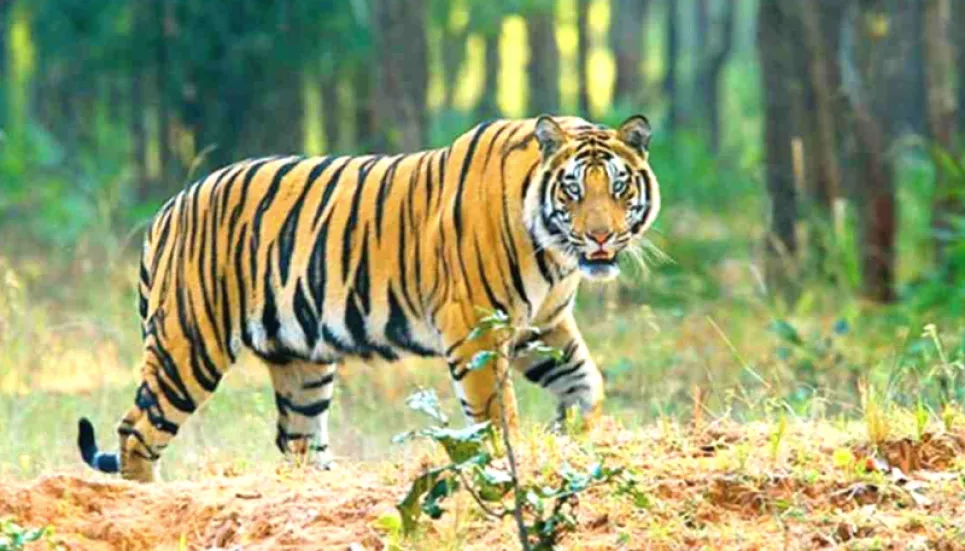 Tiger causes panic among Satkhira villagers