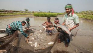 Fish production jumps 50.52% in 10 years: Experts