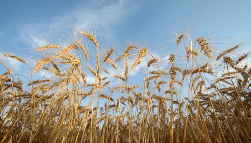 Wheat prices fall to level last seen before Ukraine invasion