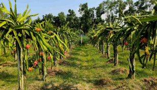 Dragon fruit farming makes Rajshahi's agro-based economy vibrant