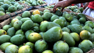 Online mango trading becomes blessing for Rajshahi farmers